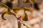 Spiked crested coralroot
